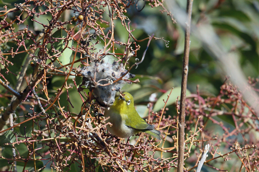 メジロお食事中