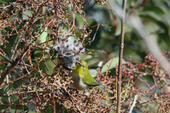 メジロお食事中