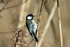 シジュウカラ定番写真