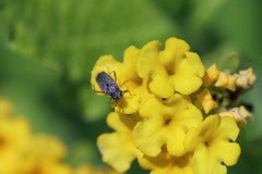 黄色のステージ