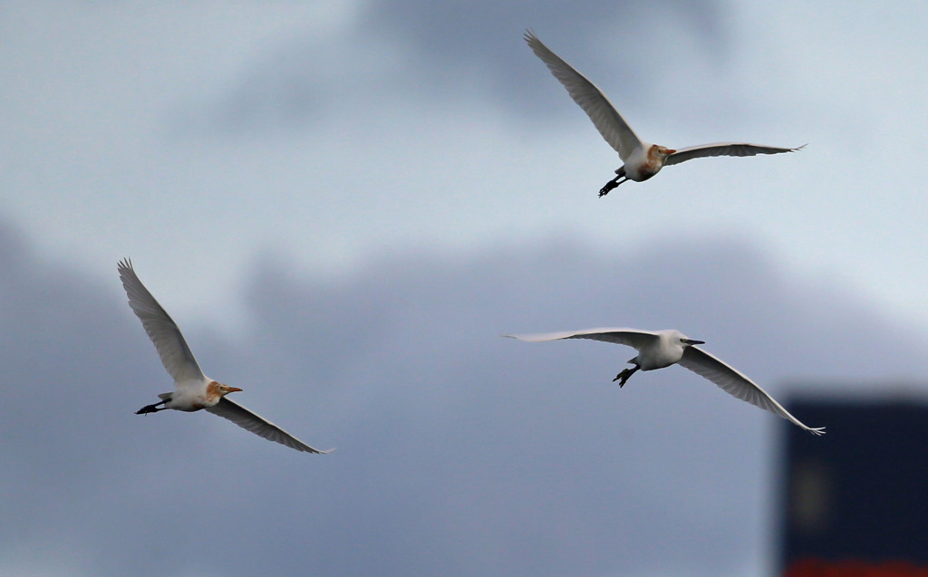 アマサキ＆コサギさん