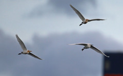 アマサキ＆コサギさん