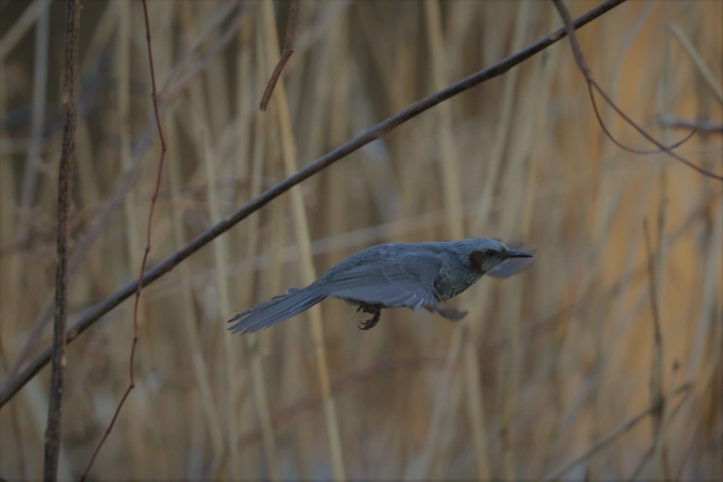ヒヨドリの飛び方-4