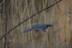 ヒヨドリの飛び方-4