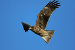 トビさんアップで