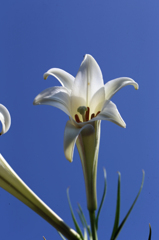 きょうは雲なし