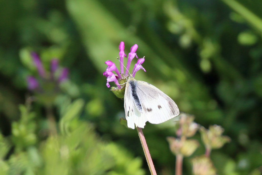 超望遠マクロ？