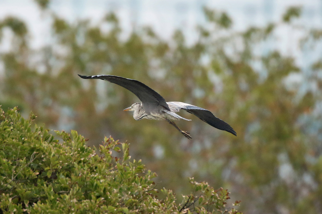 木の上すれすれ