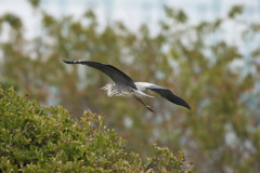 木の上すれすれ