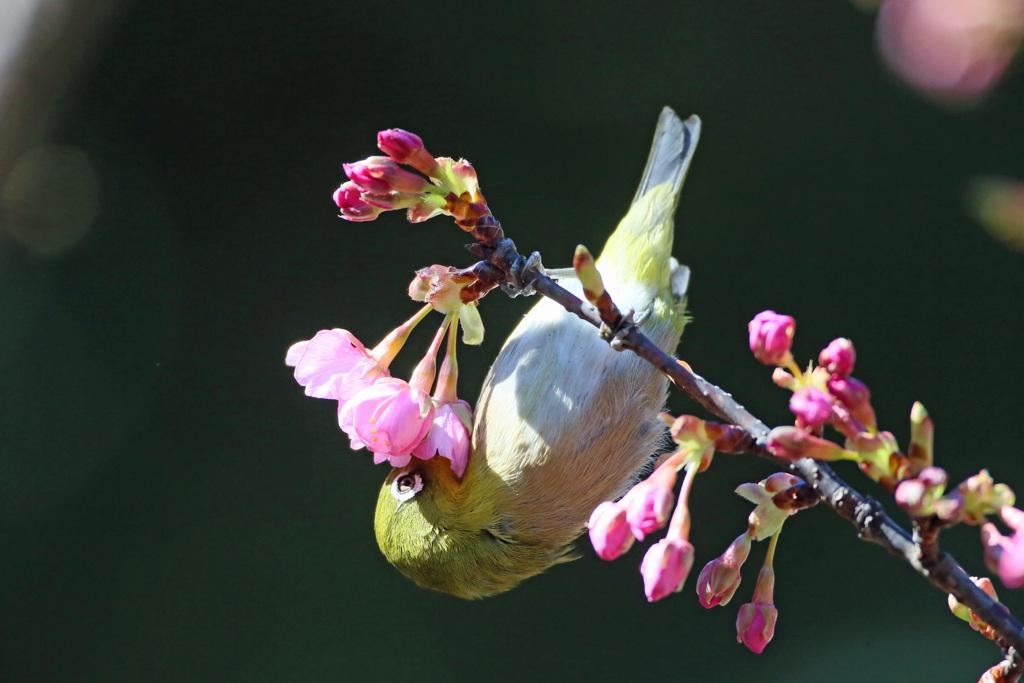 蜜を吸う