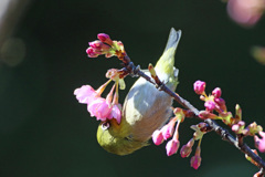 蜜を吸う