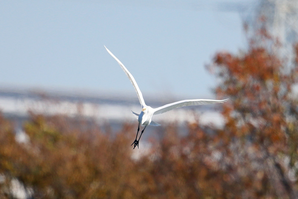 紅葉とダイサギ