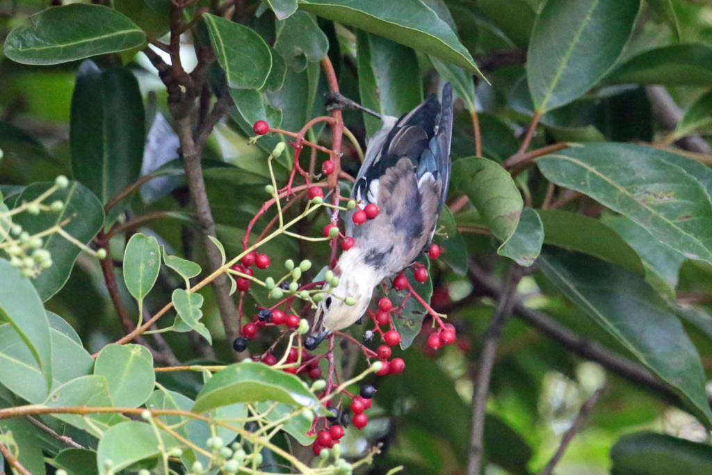 お食事シリーズ-4
