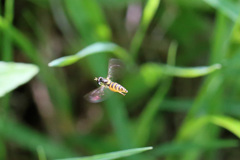 ハナアブホバリング