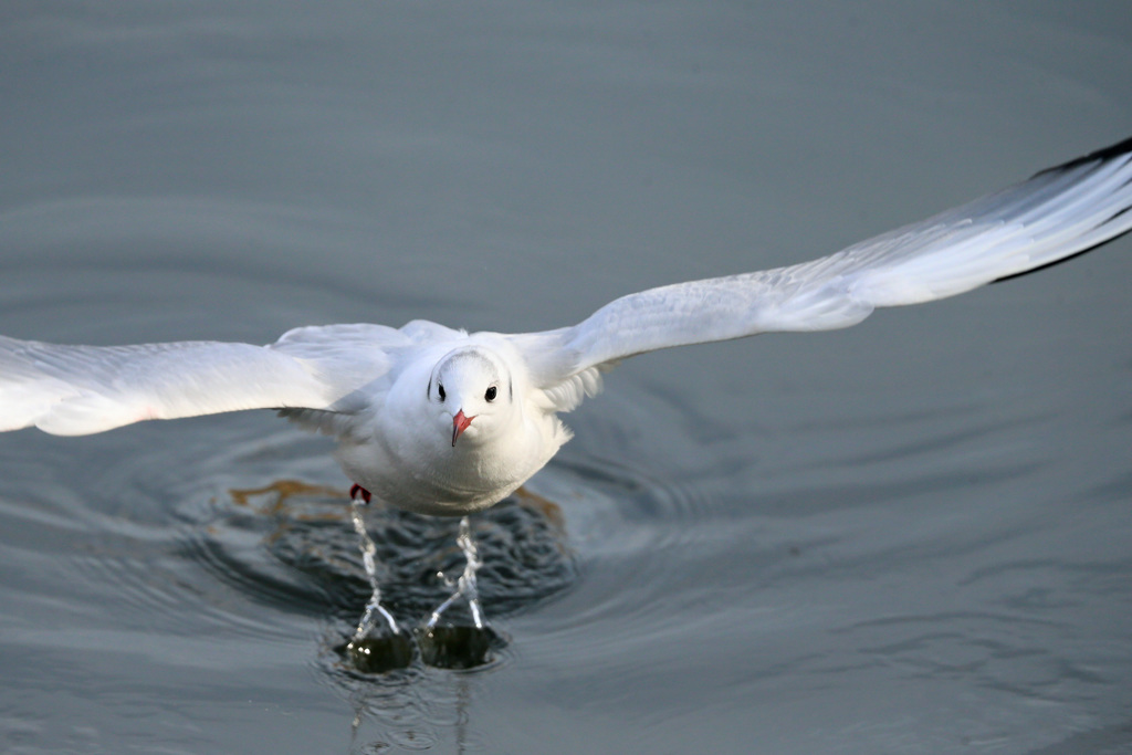 正面シリーズ-1