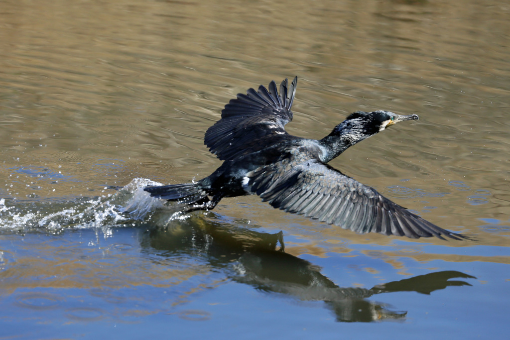 カワウ飛び出し-1