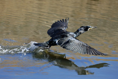 カワウ飛び出し-1