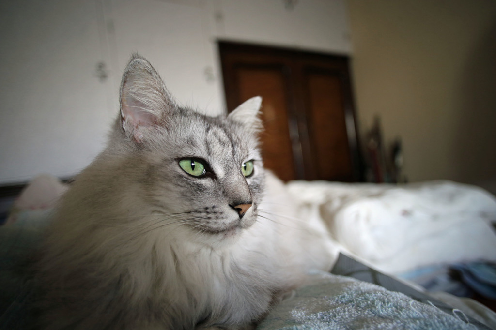 モデルポーズで