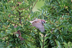 飛んでくれてありがとう