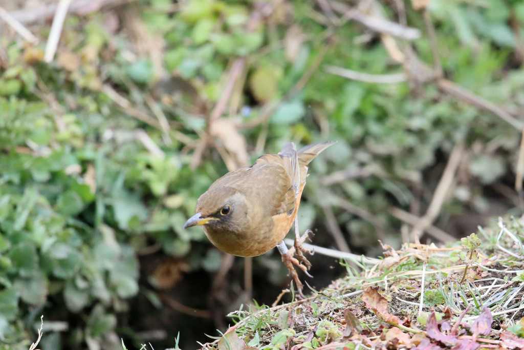 アカハラぴょんぴょ～ん
