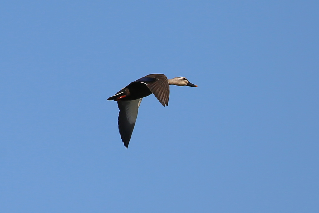カモさん流し鳥