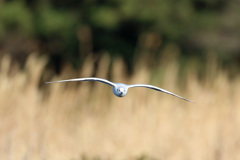 正面シリーズ-2