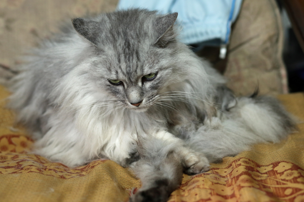 顎の下から足が出る