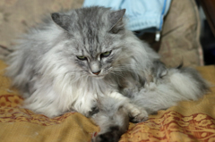 顎の下から足が出る