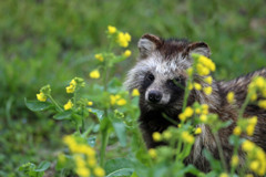 ポン子のポートレート