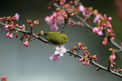 メジロ定番写真