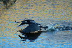 カワウ飛び出し-1
