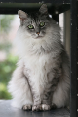 おすましポーズ おすましポーズ