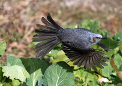 ヒヨドリ飛び出し