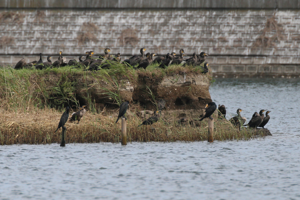 カワウいっぱい