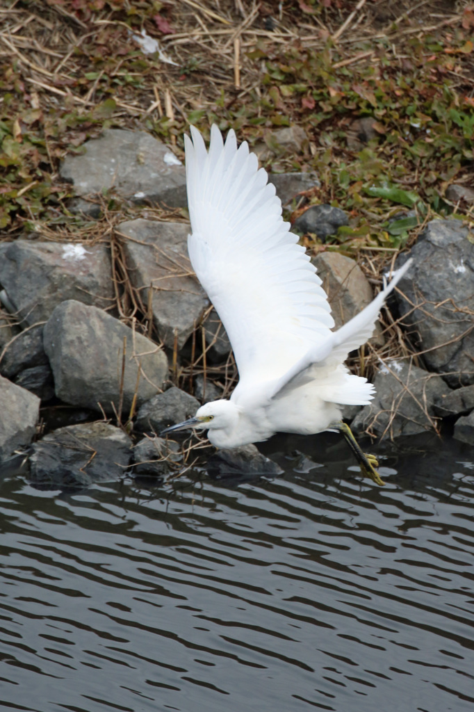 コサギさん飛んでます