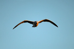 夕日を浴びたセグロカモメ