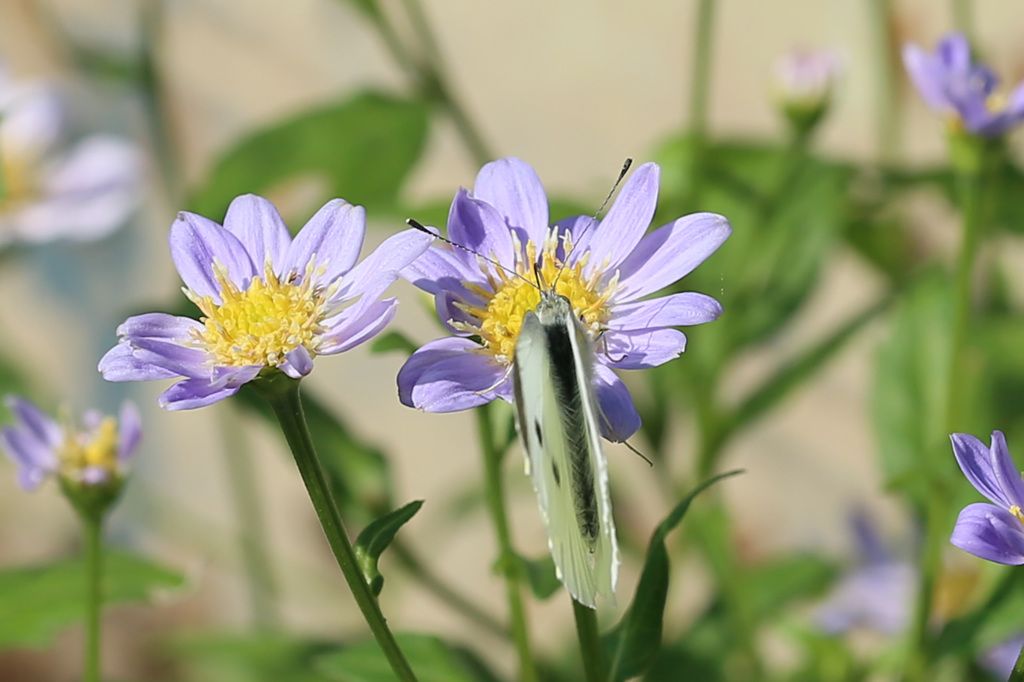 ねえ～羽開いてよ