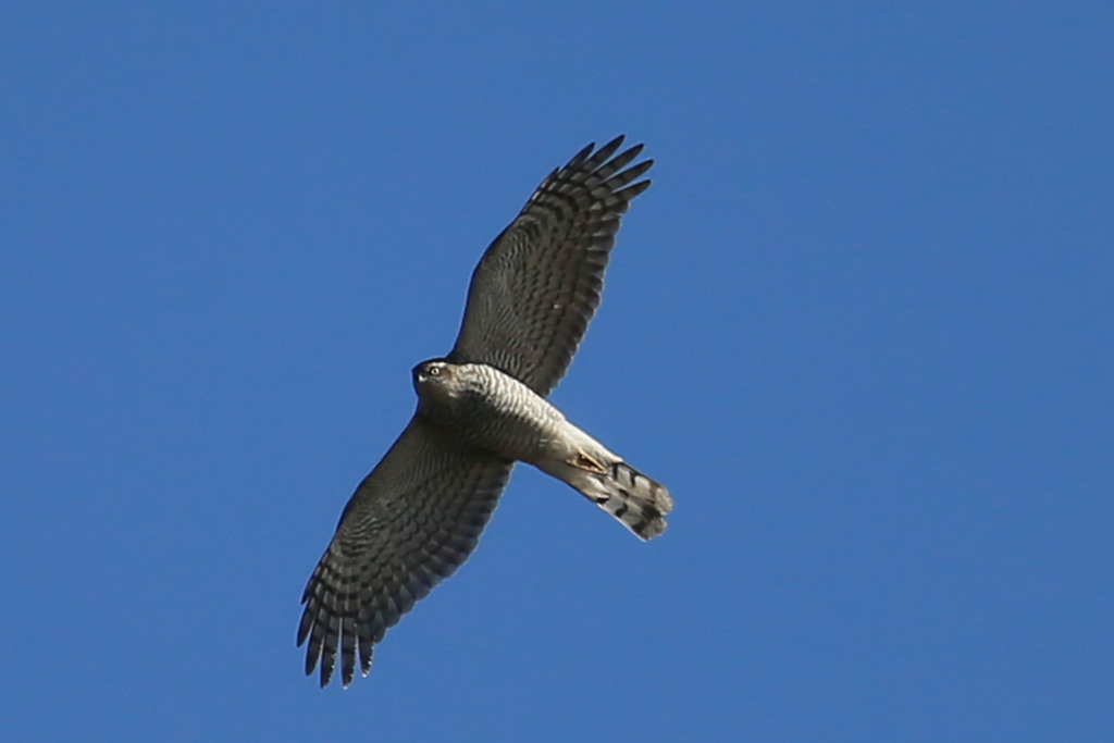 青空とハイタカ