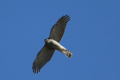 青空とハイタカ