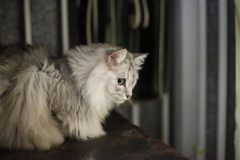 キャノンの特権EF50ｍｍF1.8STM