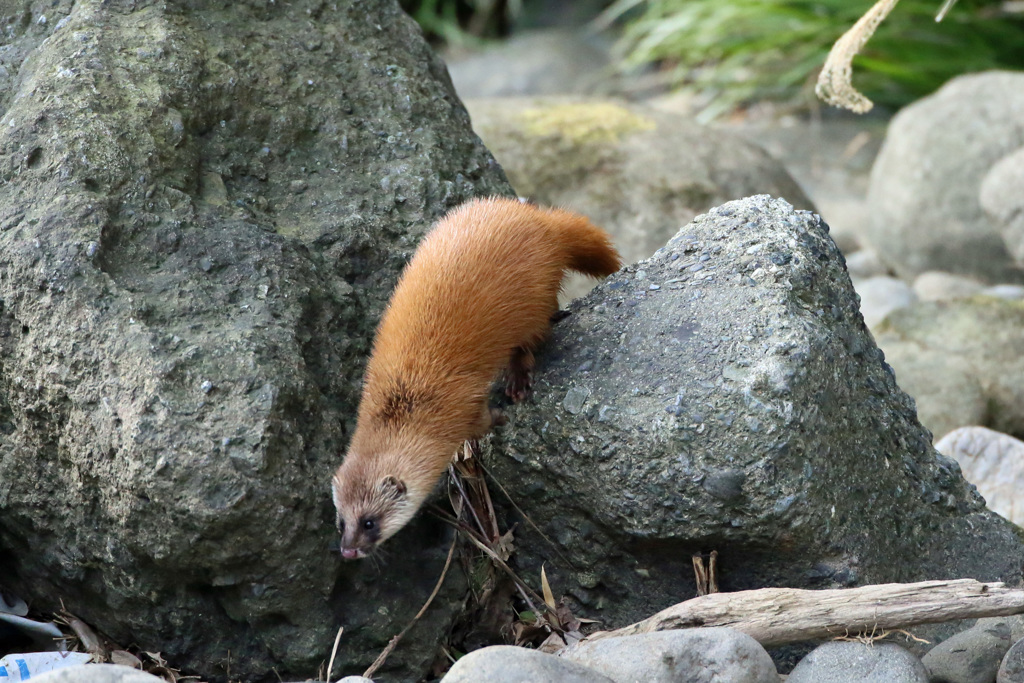 初めてのイタチ君-4