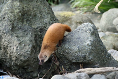 初めてのイタチ君-4