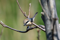 モズさんお食事中