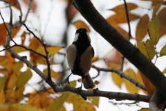 上見るシジュウカラ