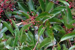 お食事シリーズ-2