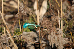 カワセミ飛行中その1