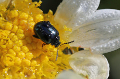 日差しを浴びて