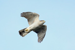 オオタカの飛び方その2