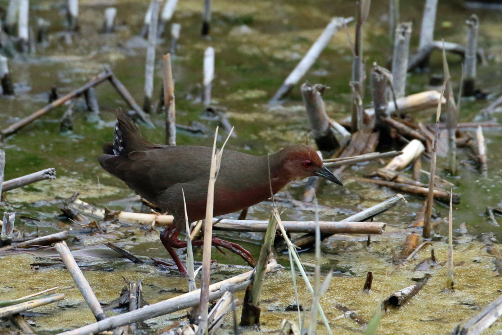 ヒクイナ君その1