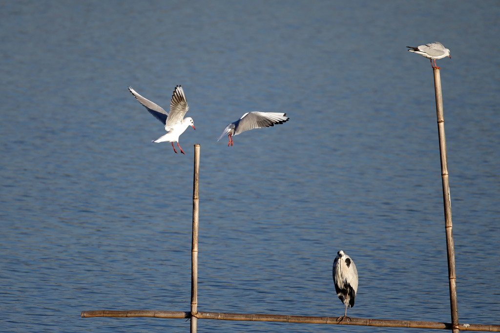 あきれるアオサギ
